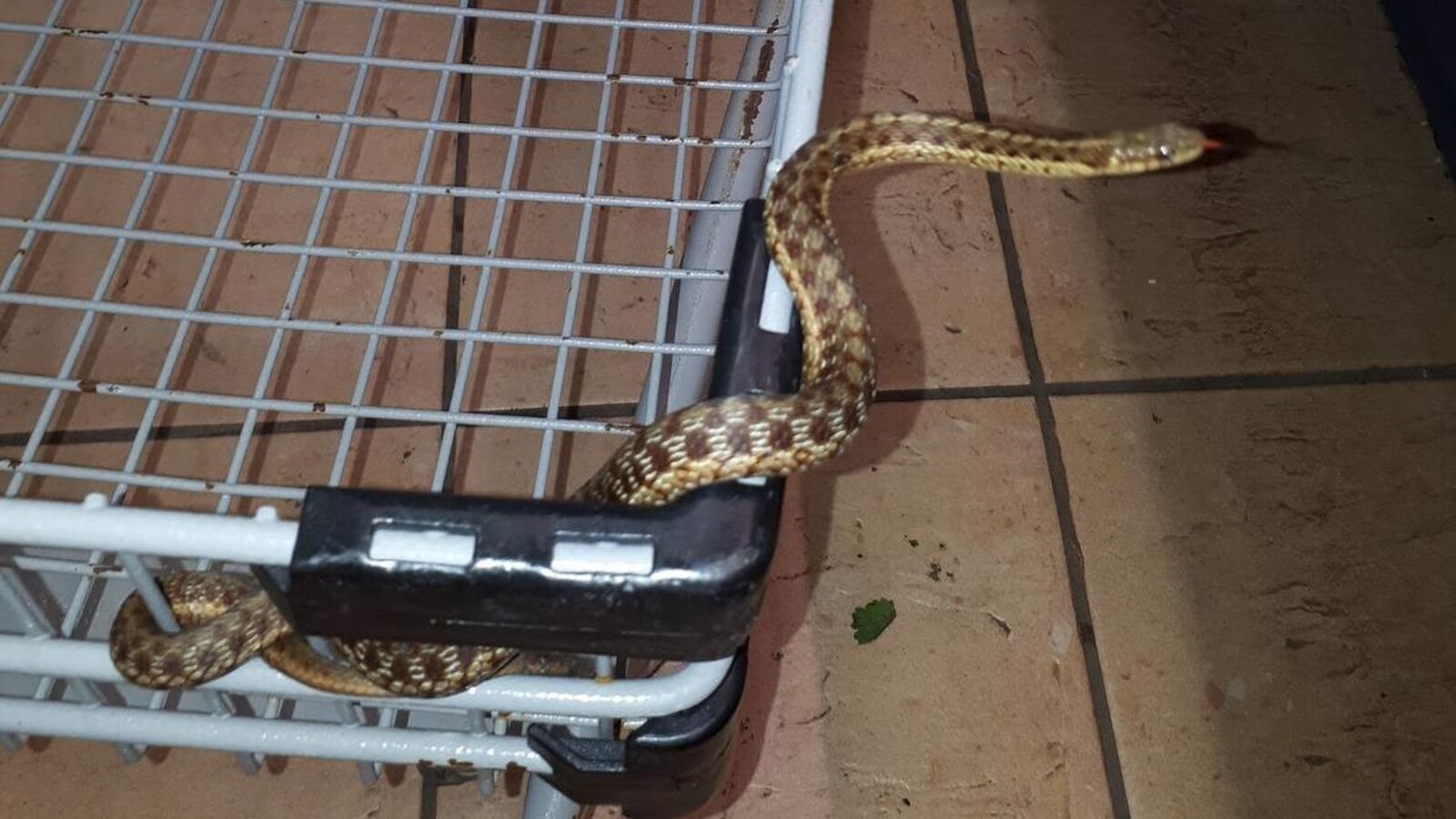 Un serpent jarretière enroulé au bas d'un panier de provisions dans une épicerie tire la langue.