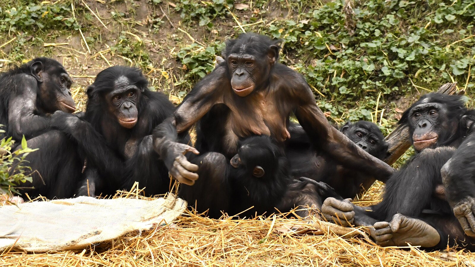 Un groupe de bonobos.