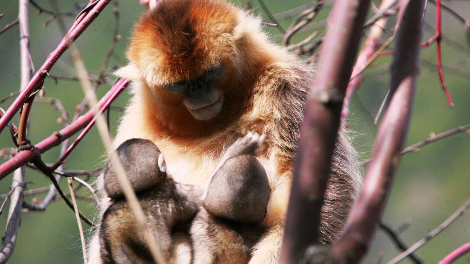 Une femelle allaite deux bébés de son groupe.