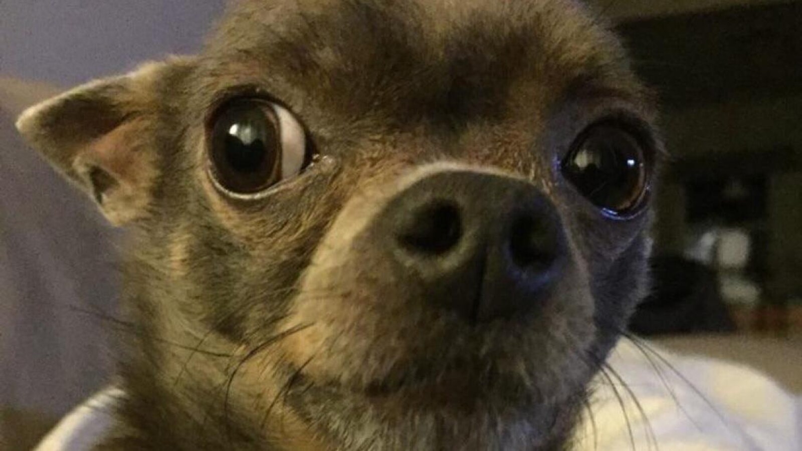 Un petit chien regarde la caméra.