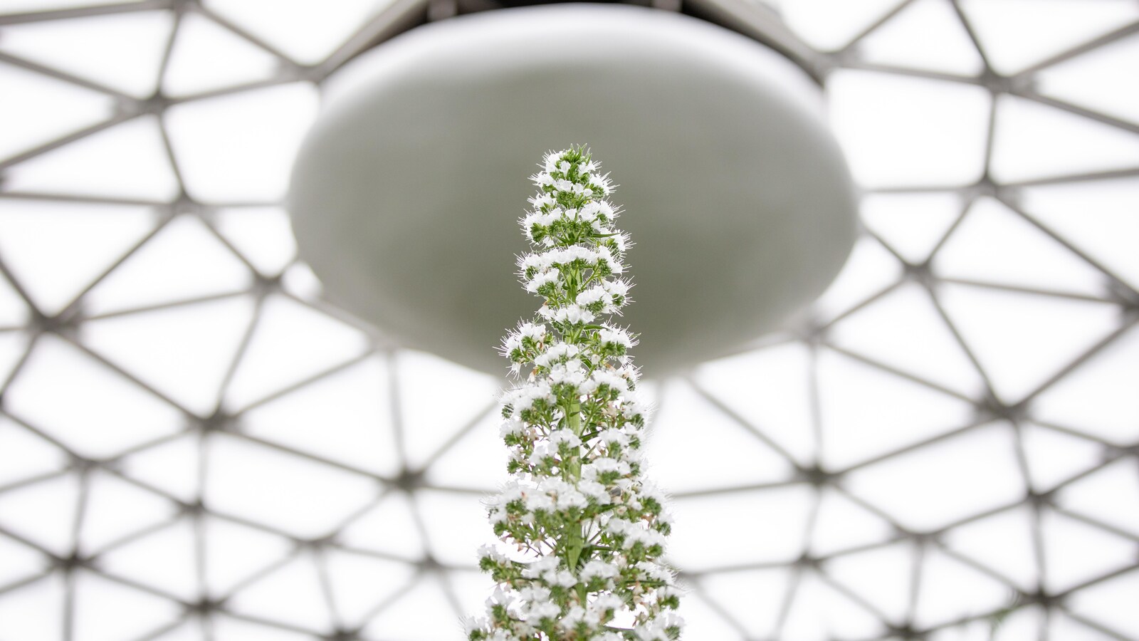 Le haut d'une plante de forme cônique avec des petites fleurs, un dome de verre en arrière-plan.