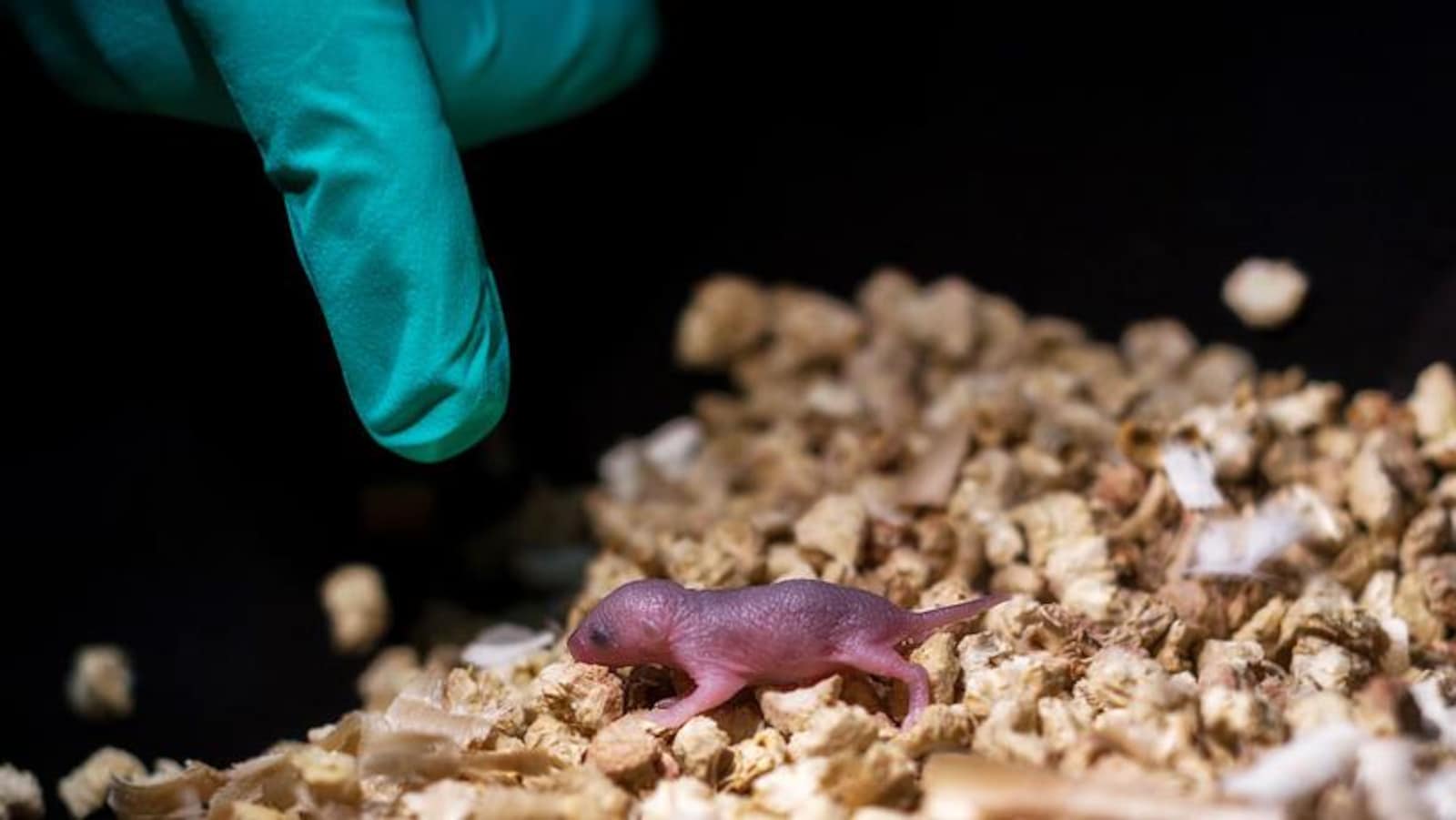 Un bébé souris né de deux pères biologiques.