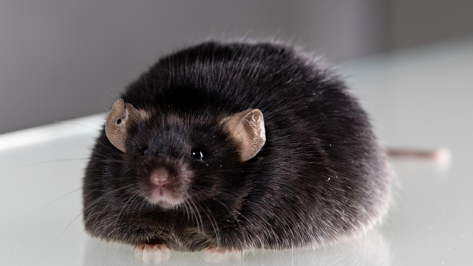 Une souris de laboratoire obèse.