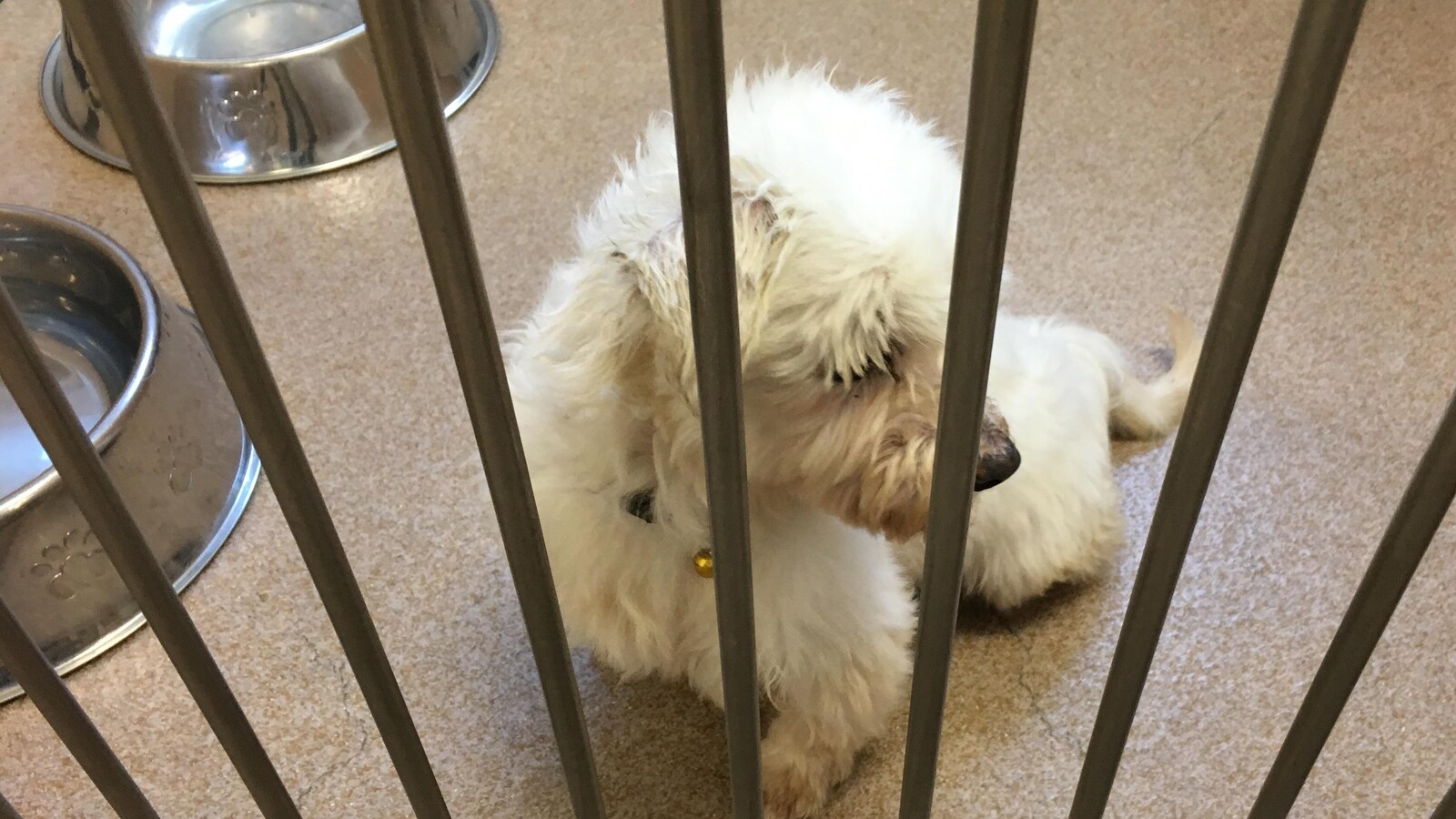 La SPA Maurice compte de nombreux animaux en cette période de déménagements.