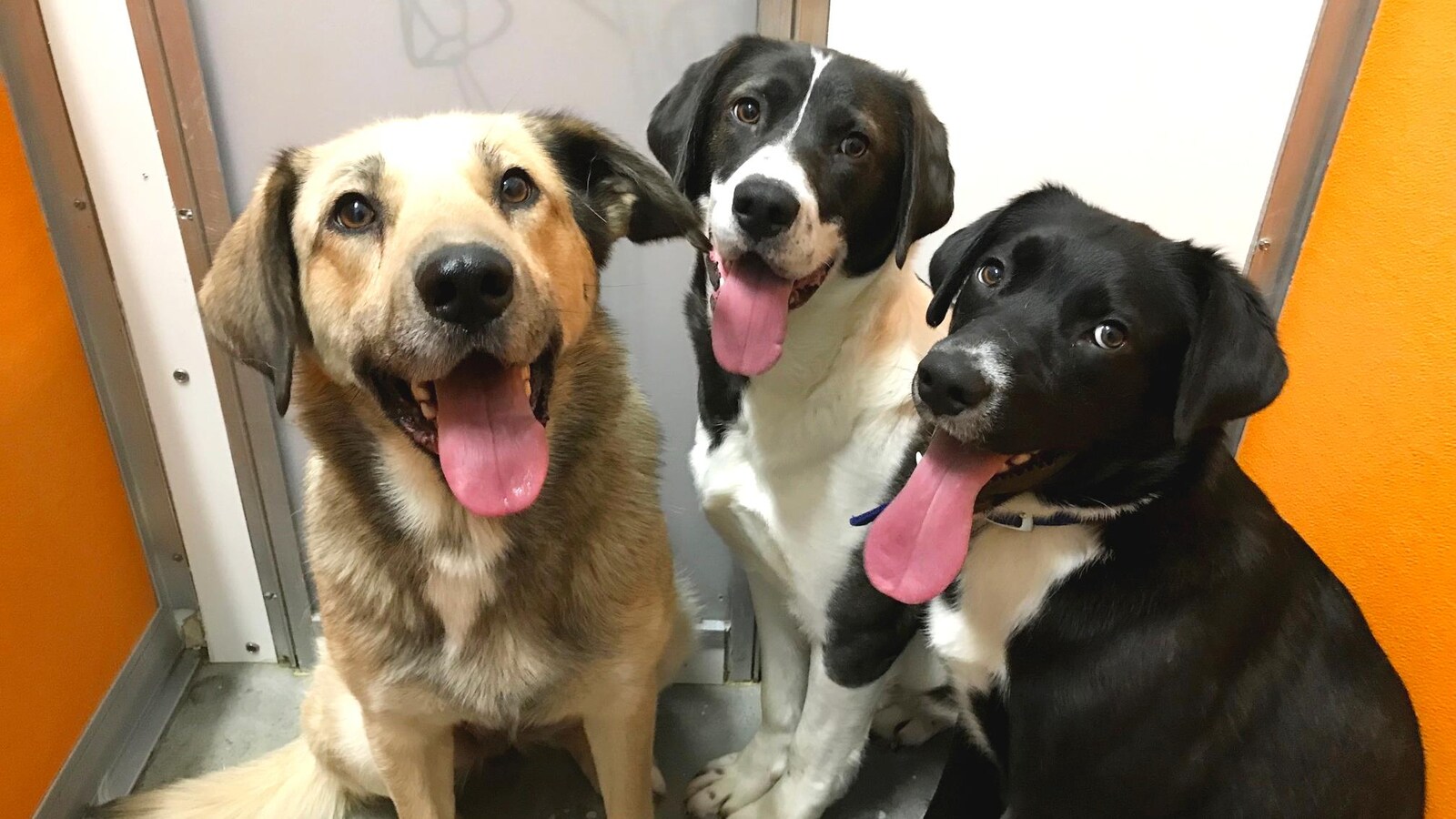 Trois chiens regardent la caméra avec la langue sortie.