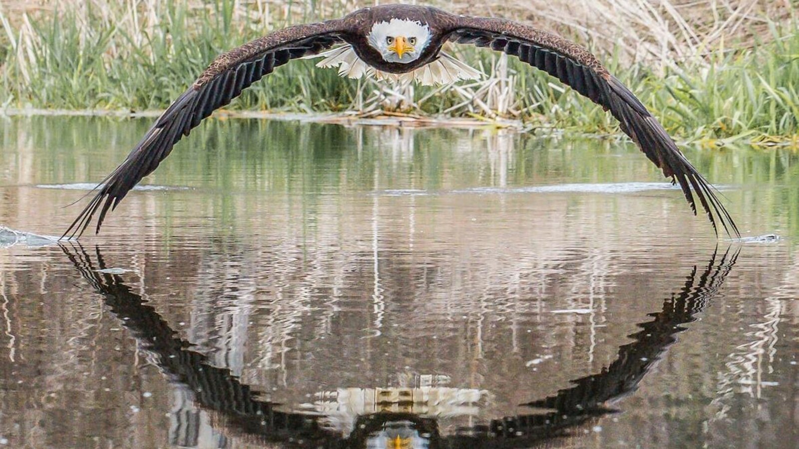 Un pygargue vole au-dessus de l'eau avec ses ailes déployées et leur reflet sur l'eau.