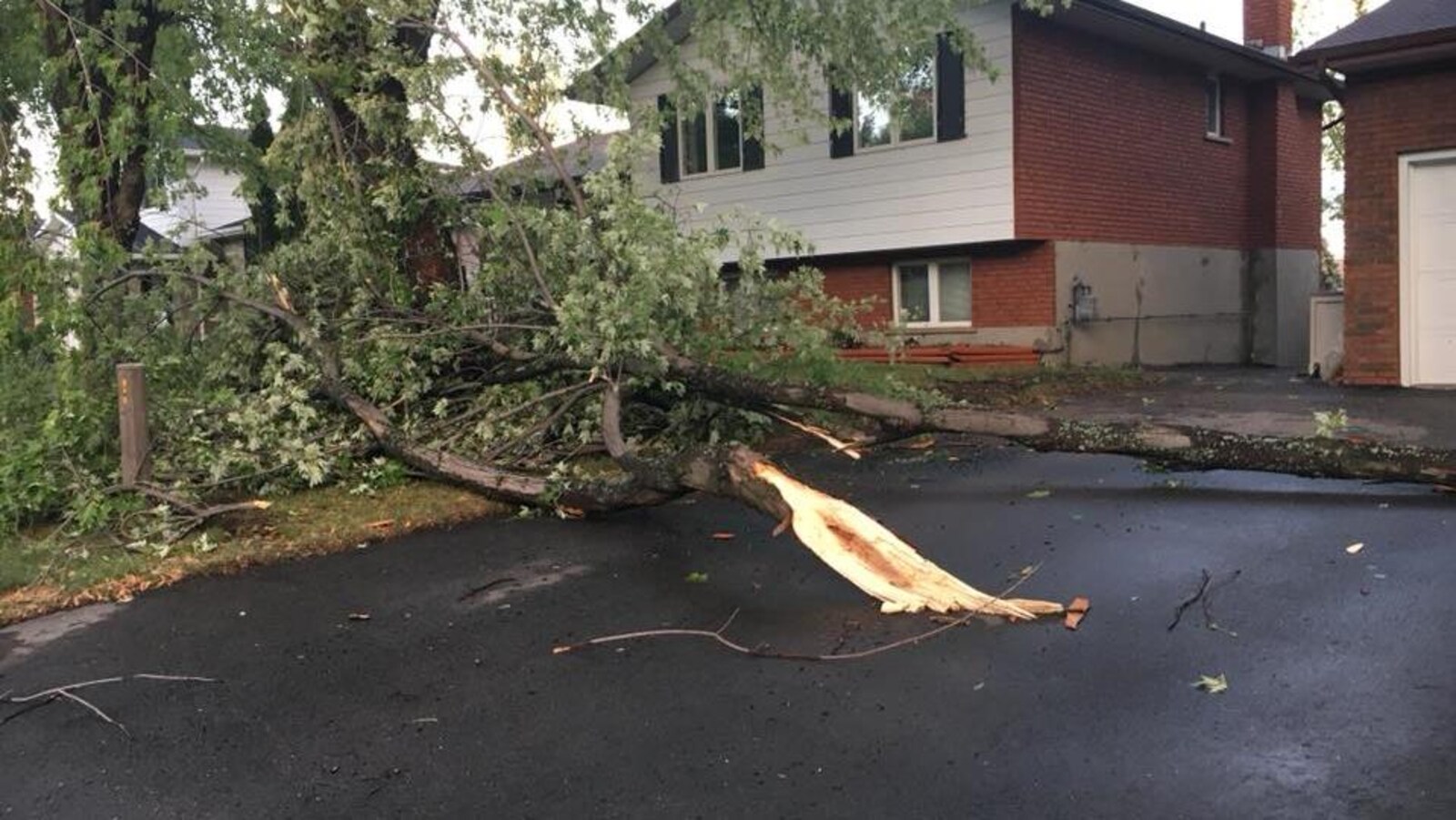 Un arbre déraciné devant un résidence.