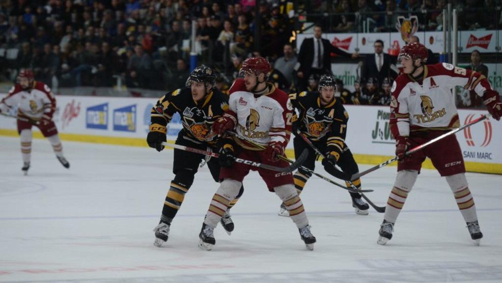 Des joueurs des Tigres de Victoriaville et du Titan de l'Acadie-Bathurst sur la glace du Colisée Desjardins.