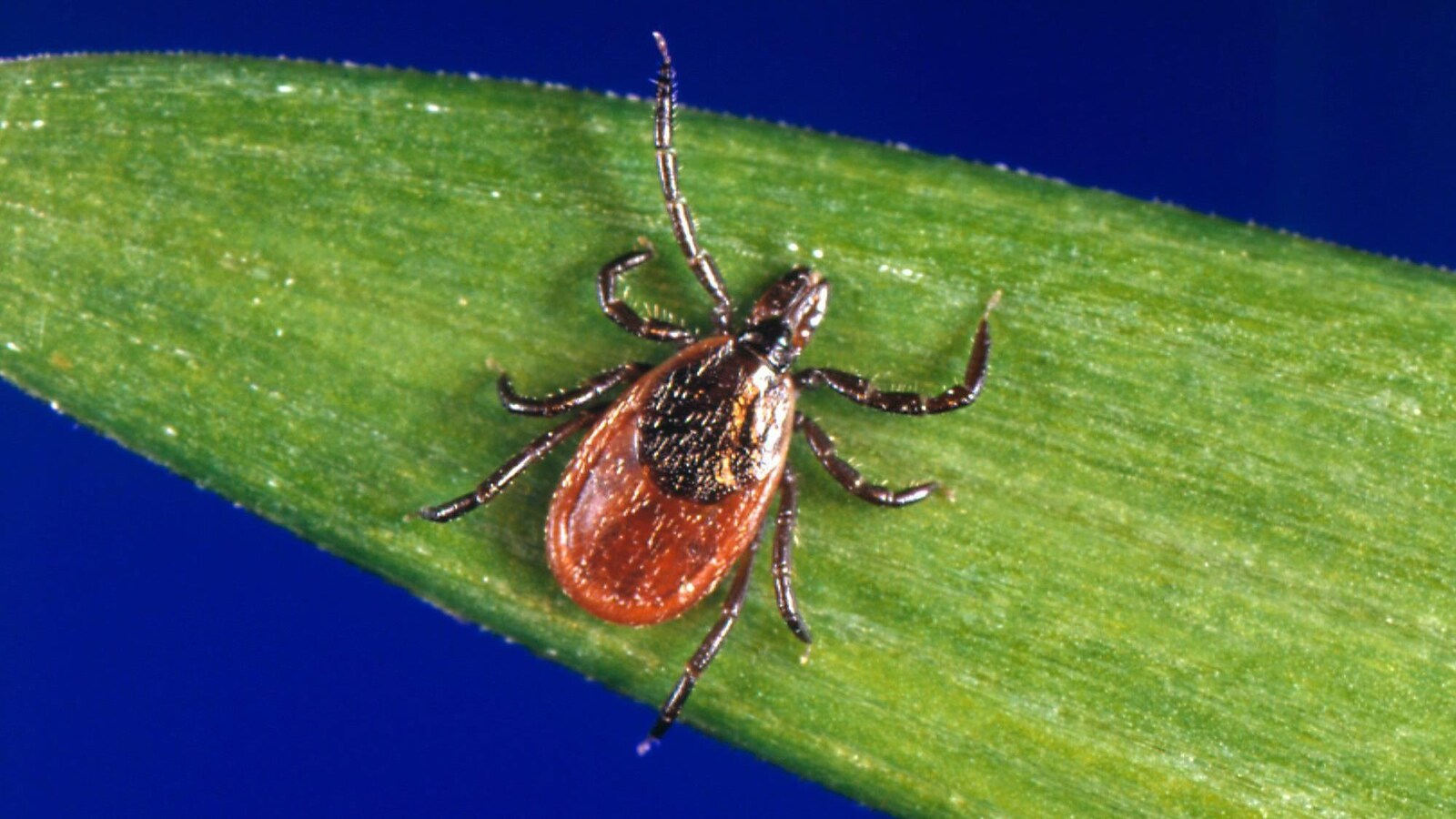 Photo non-daté du U.S. Centers for Disease Control and Prevention (CDC)