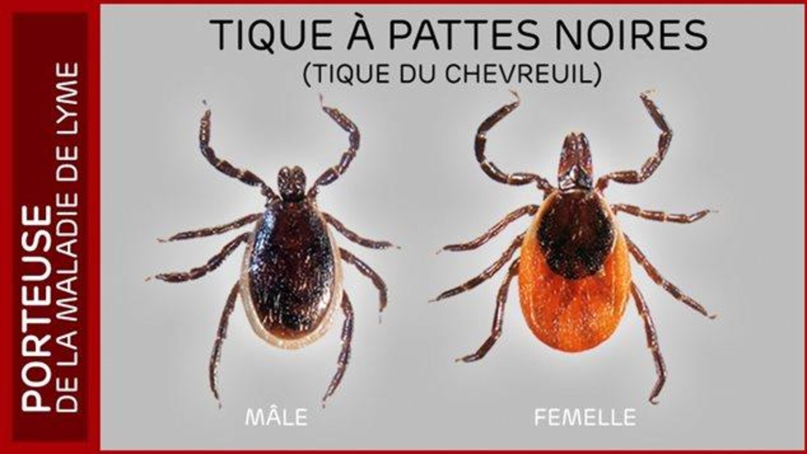 Les tiques à pattes noires sont actives dès que la neige fond et elles peuvent transmettre la maladie de Lyme.