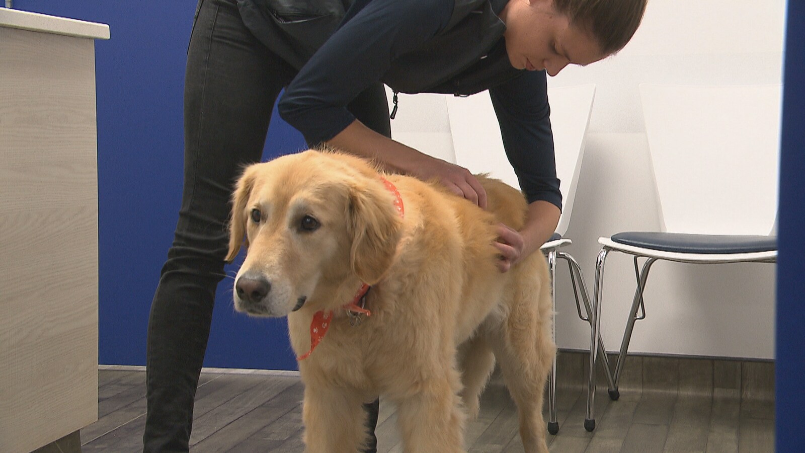 Une vétérinaire qui inspecte un chien