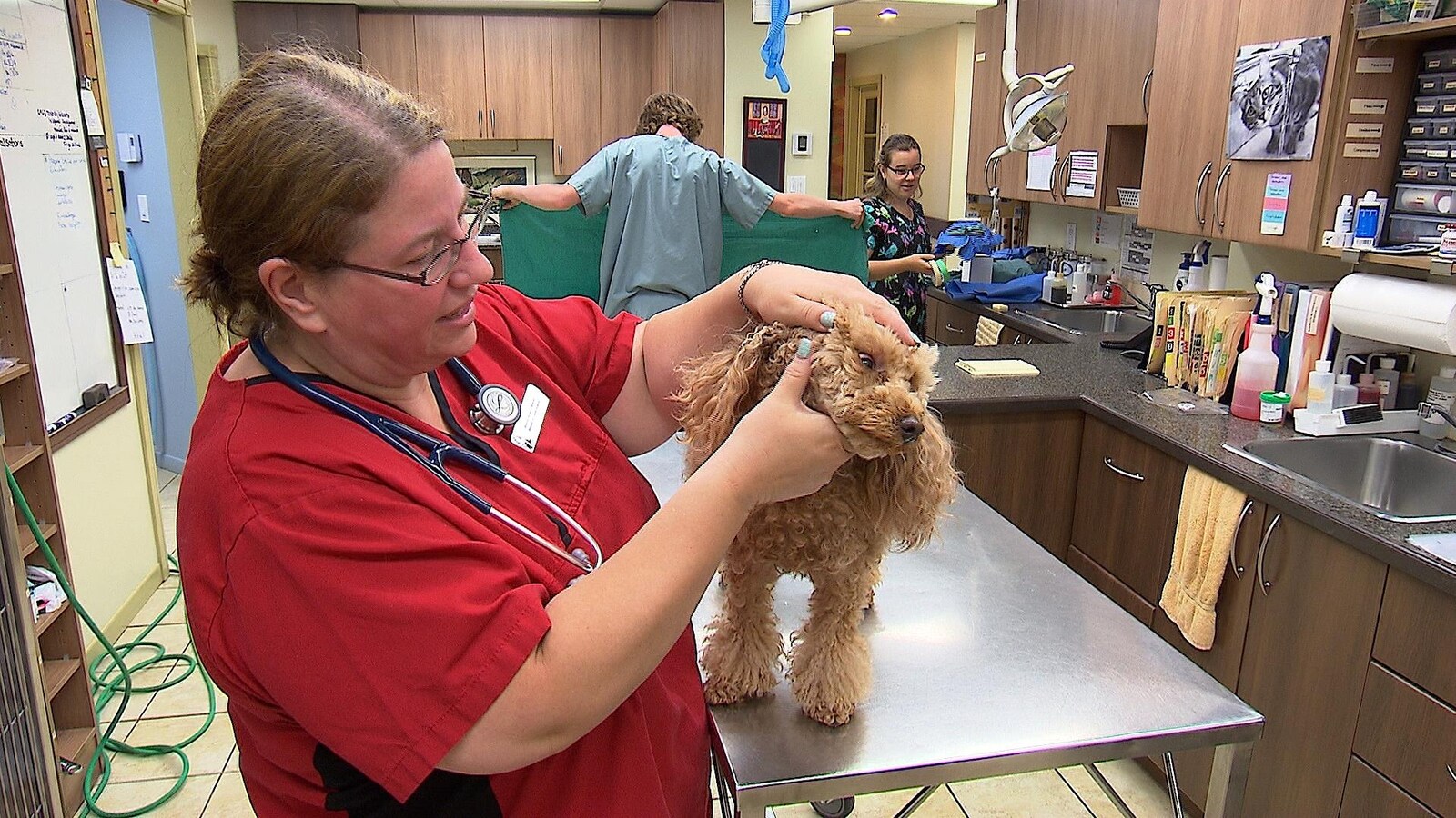 La vétérinaire procède à la vérification d'un chien à la recherche de tiques.