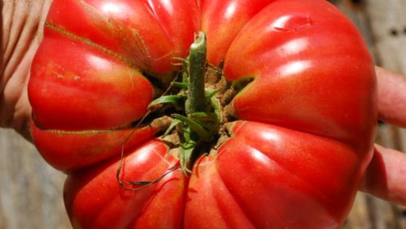 La tomate mémé de Beauce.