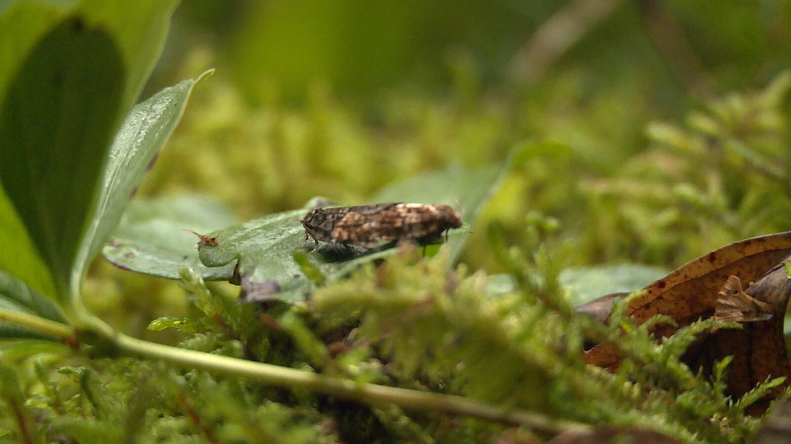 Deux tordeuses des bourgeons de l'épinette en train de s'accoupler.