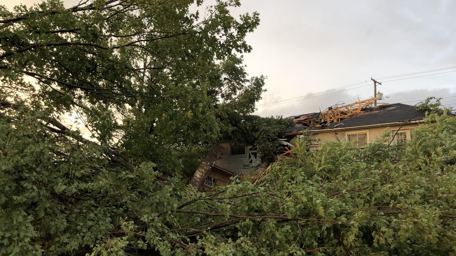 Un arbre déraciné par le vent sur le sol près de nombreux débris.