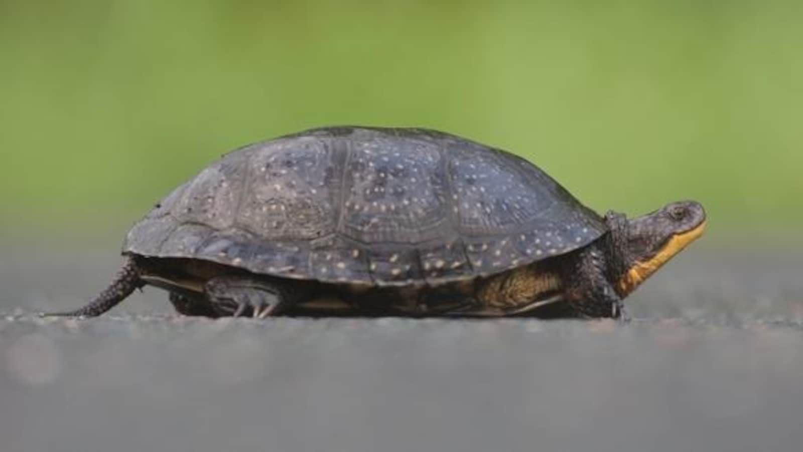 Une tortue mouchetée adulte.