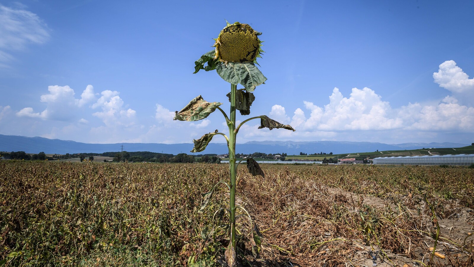 Un tournesol desséché