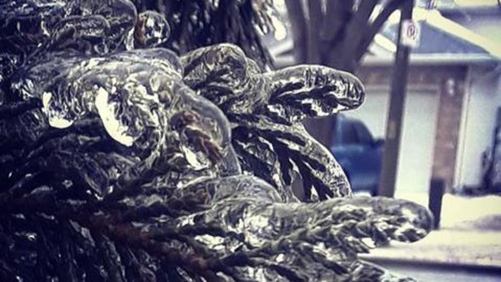 Du verglas sur une branche de conifère : la glace est épaisse et translucide.