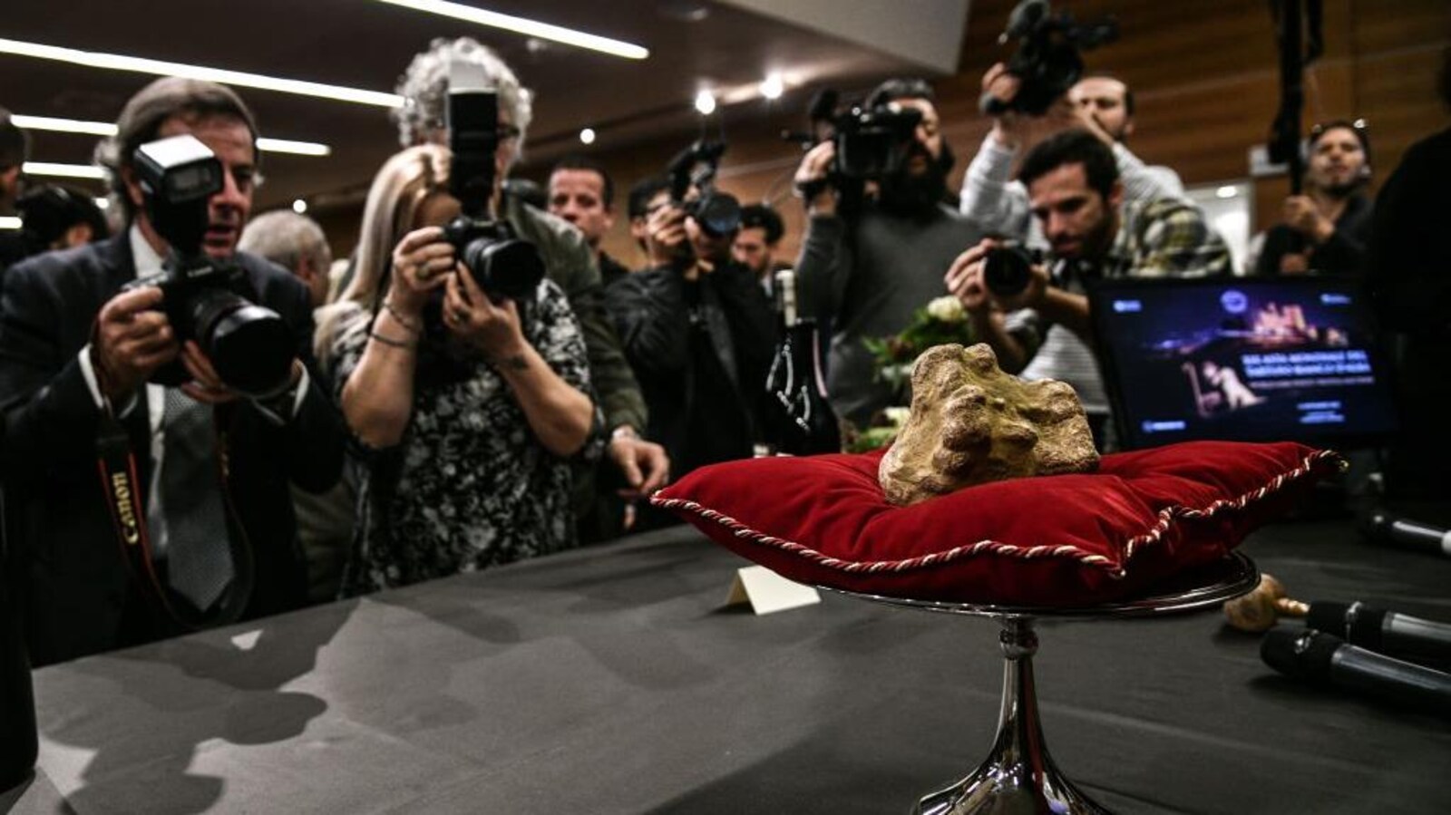 Une truffe blanche, déposée sur un coussin rouge, est mitraillée par les photographes.
