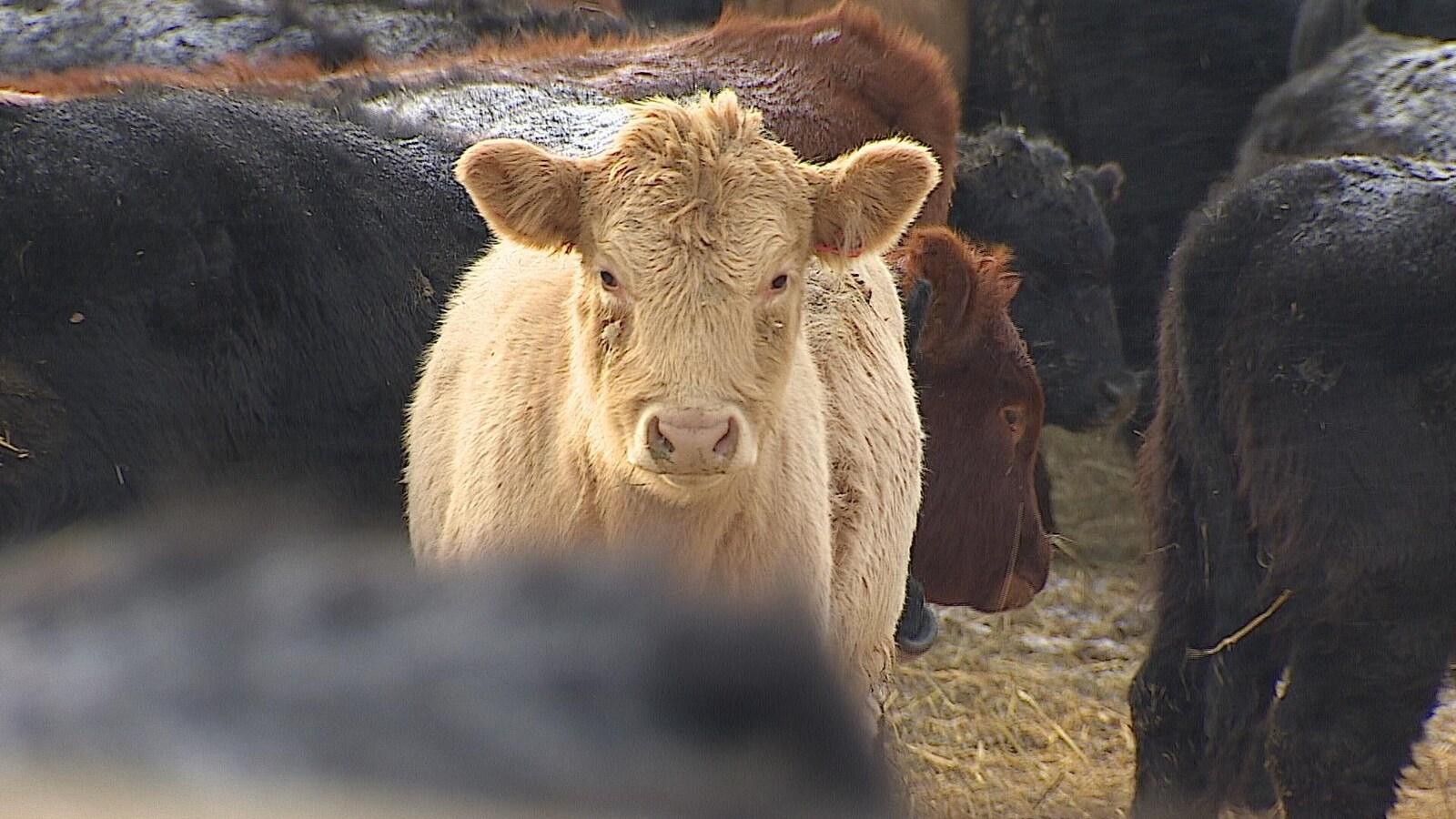Une vache