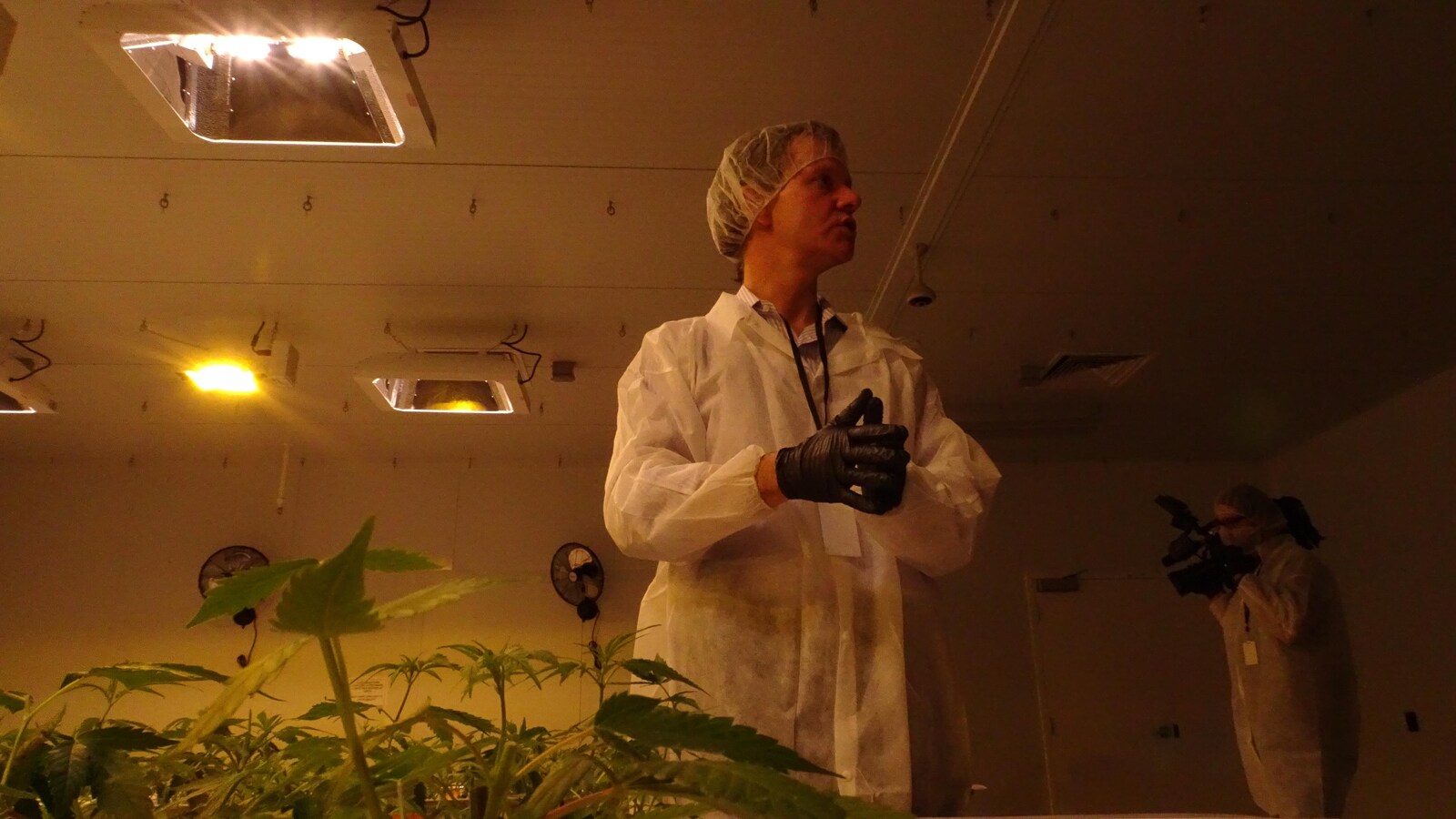 Un représentant d'Aurora à travers les plants de cannabis