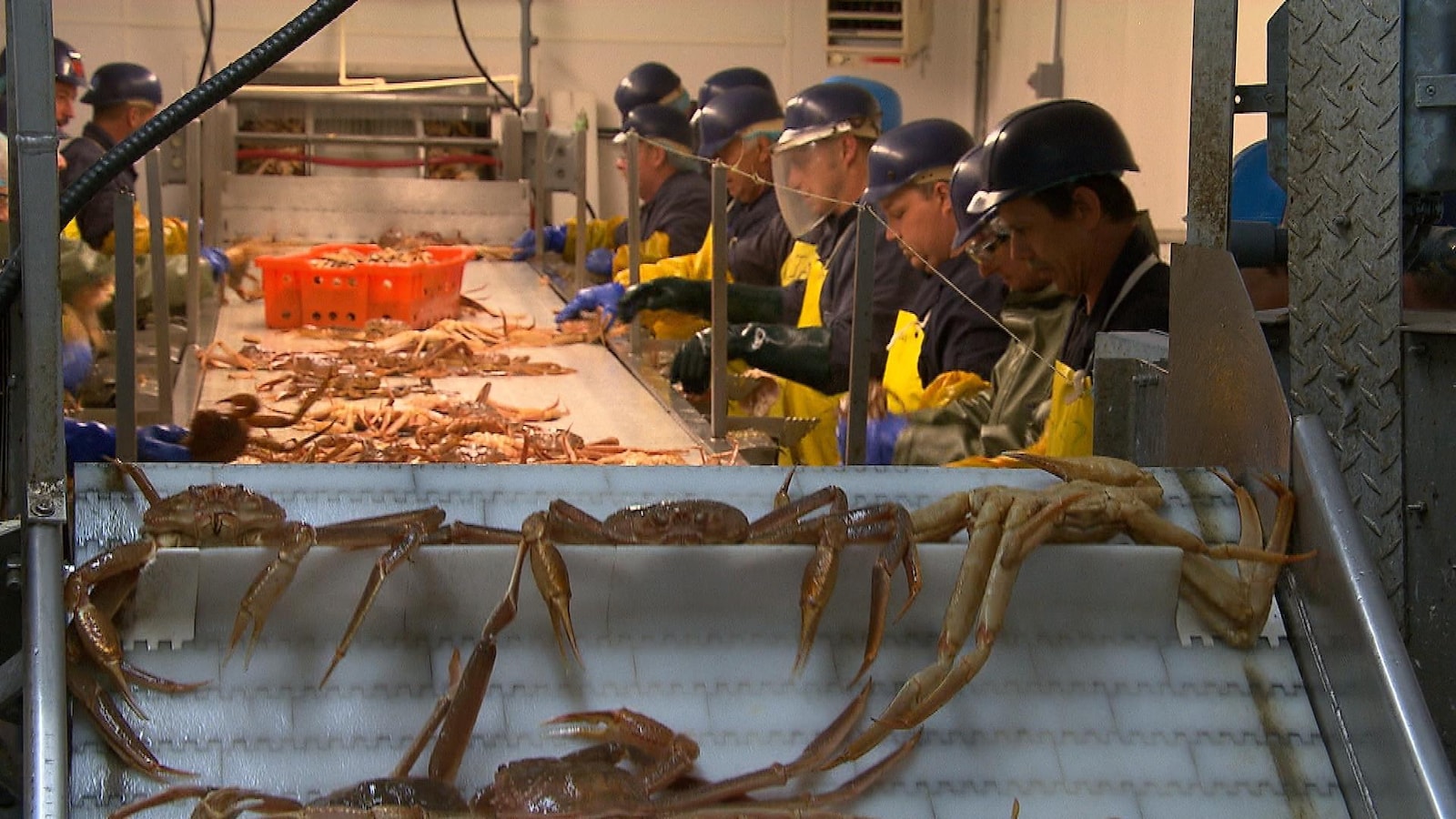 Travailleurs qui traitent du crabe des neiges dans une usine