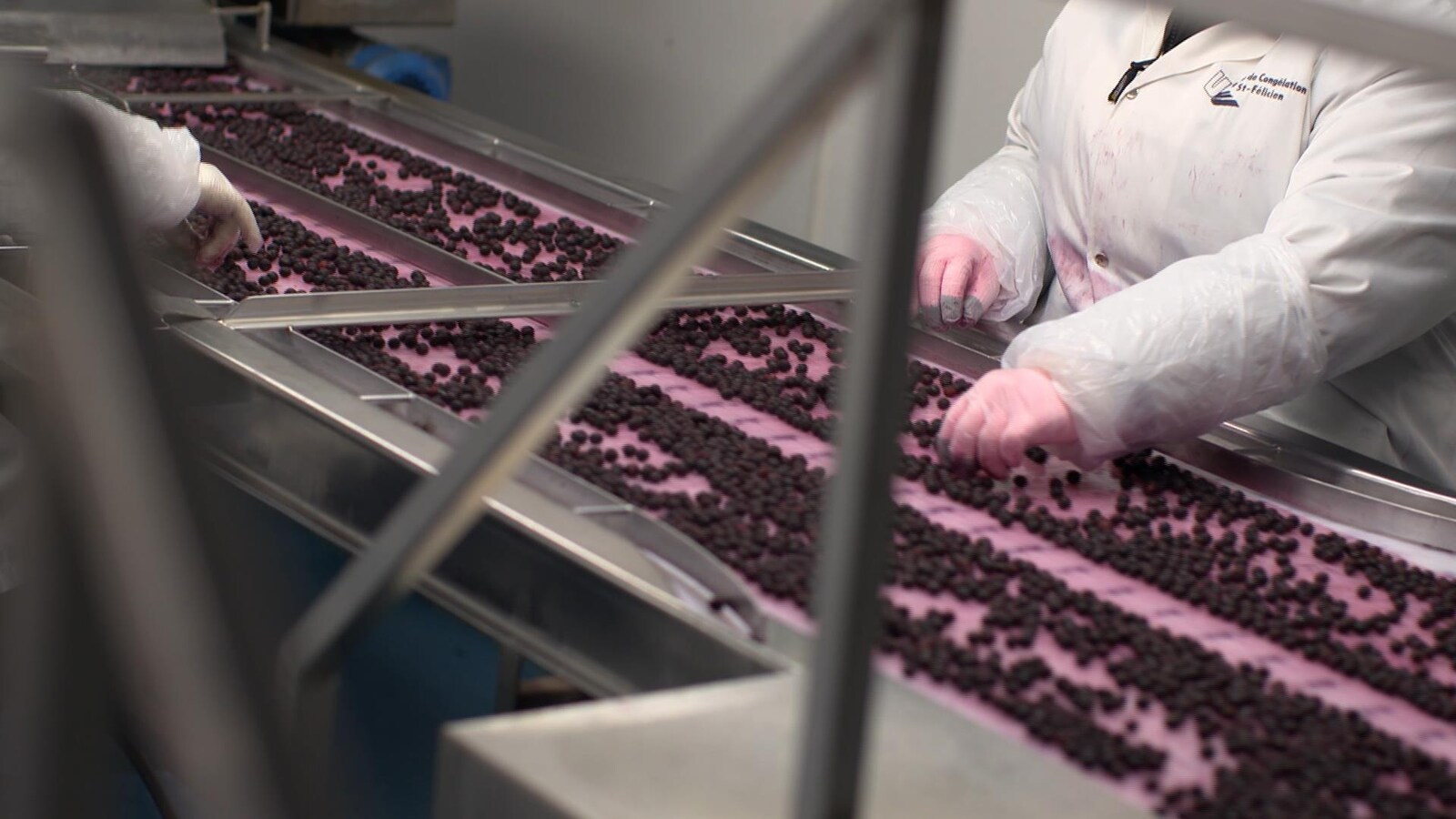 Une usine de transformation de bleuets