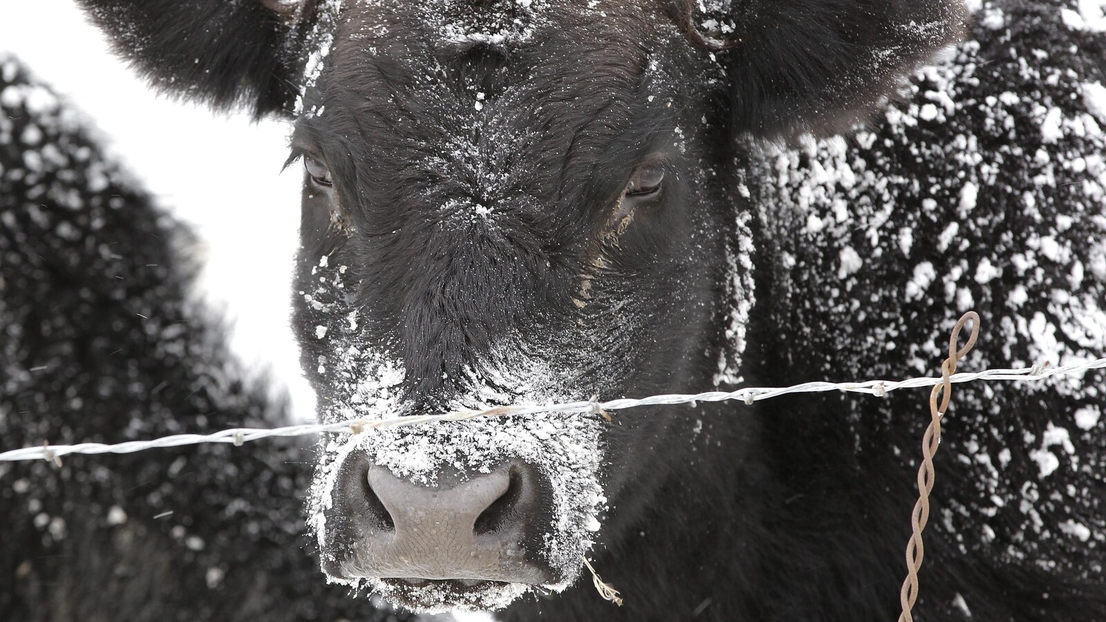 Une vache noire dont la fourrure est couverte de neige.