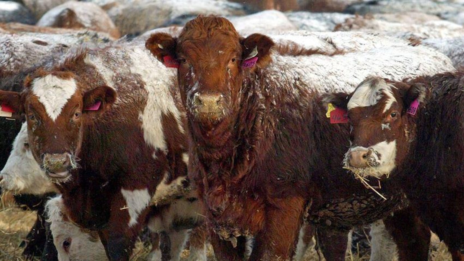 Des vaches brunes et blanches ont de la neige sur le dos.
