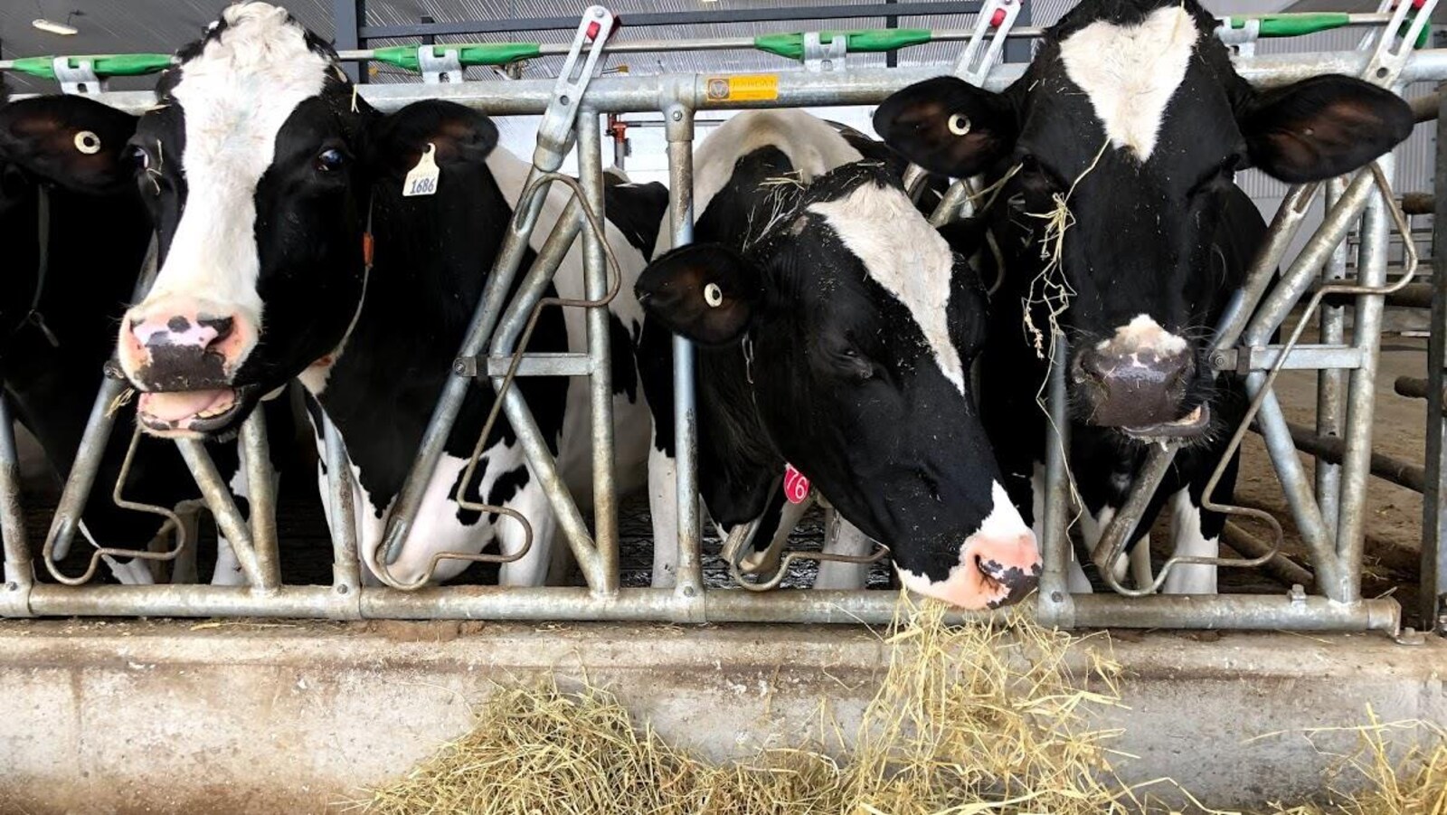 Des vaches qui se nourrissent.