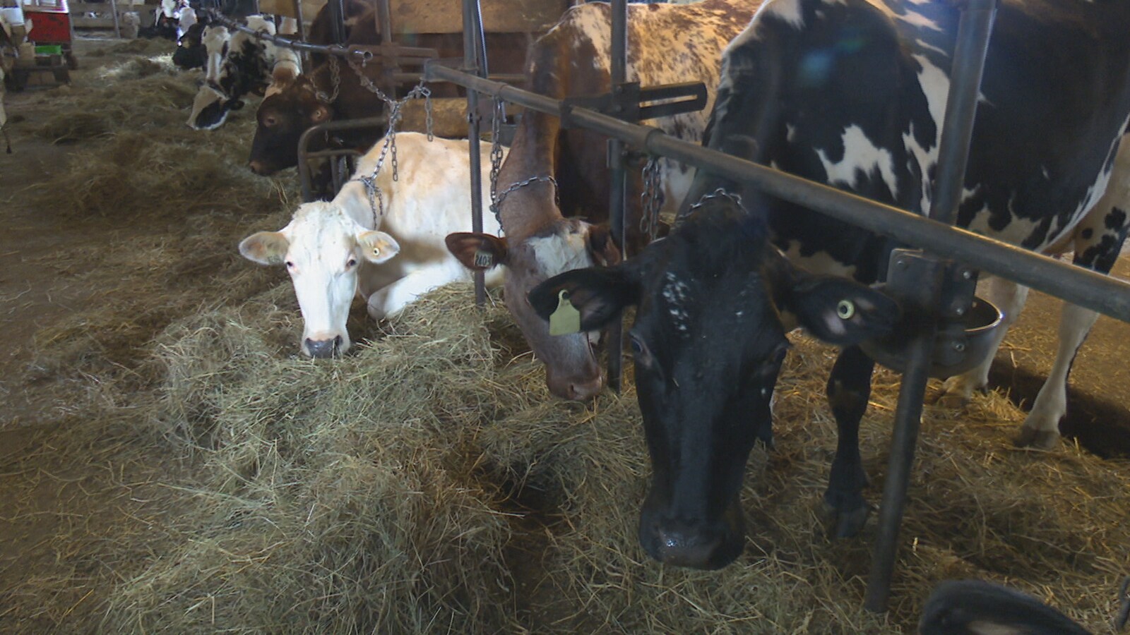 Vaches laitières de la ferme Dante à L'Isle-Verte
