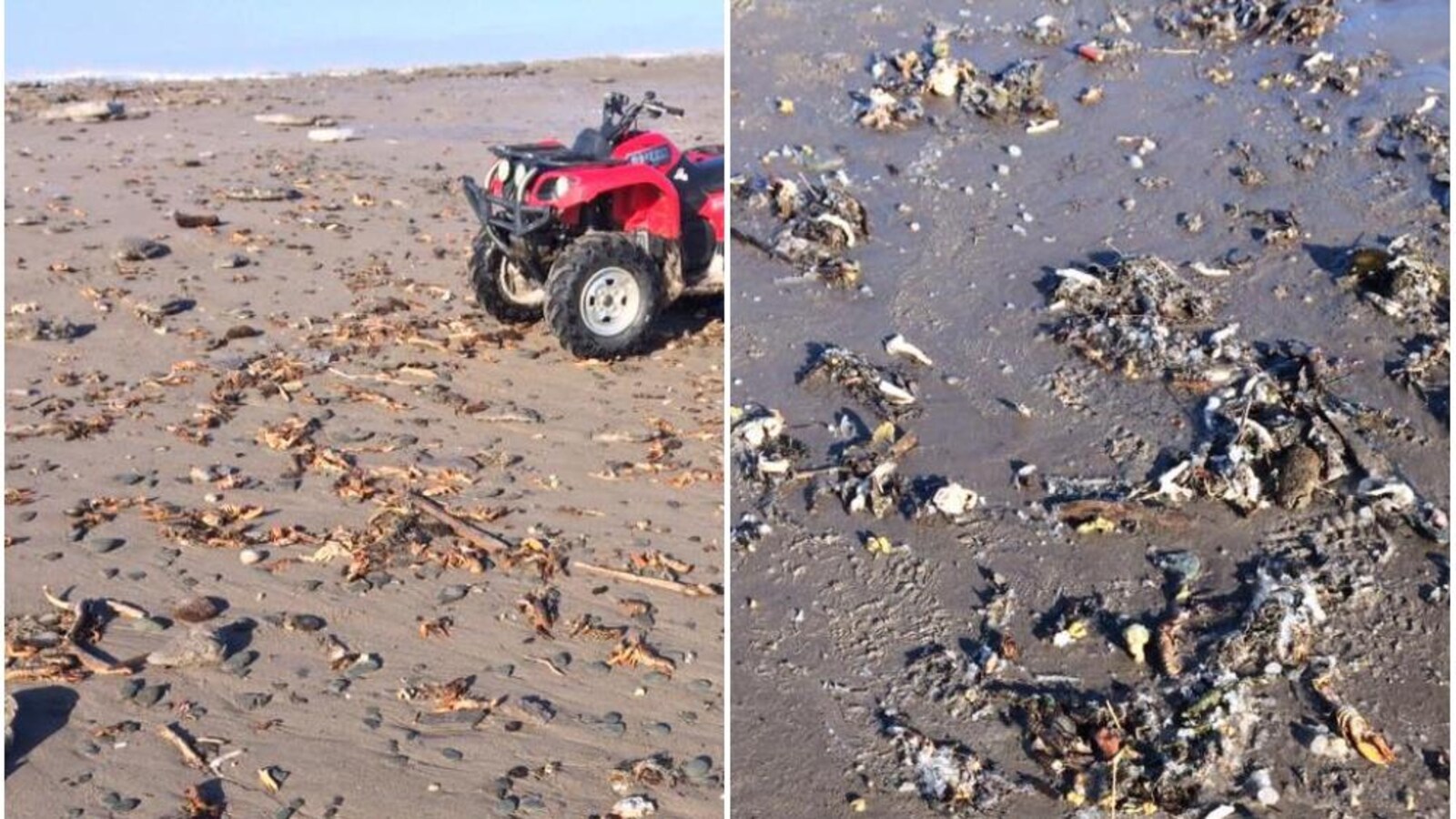 Des centaines de homards sur une plage