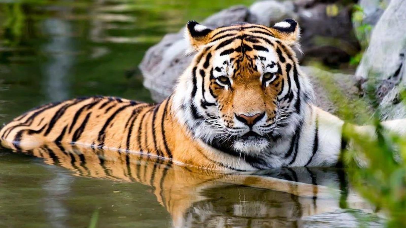 Un tigre à moitié dans l'eau.