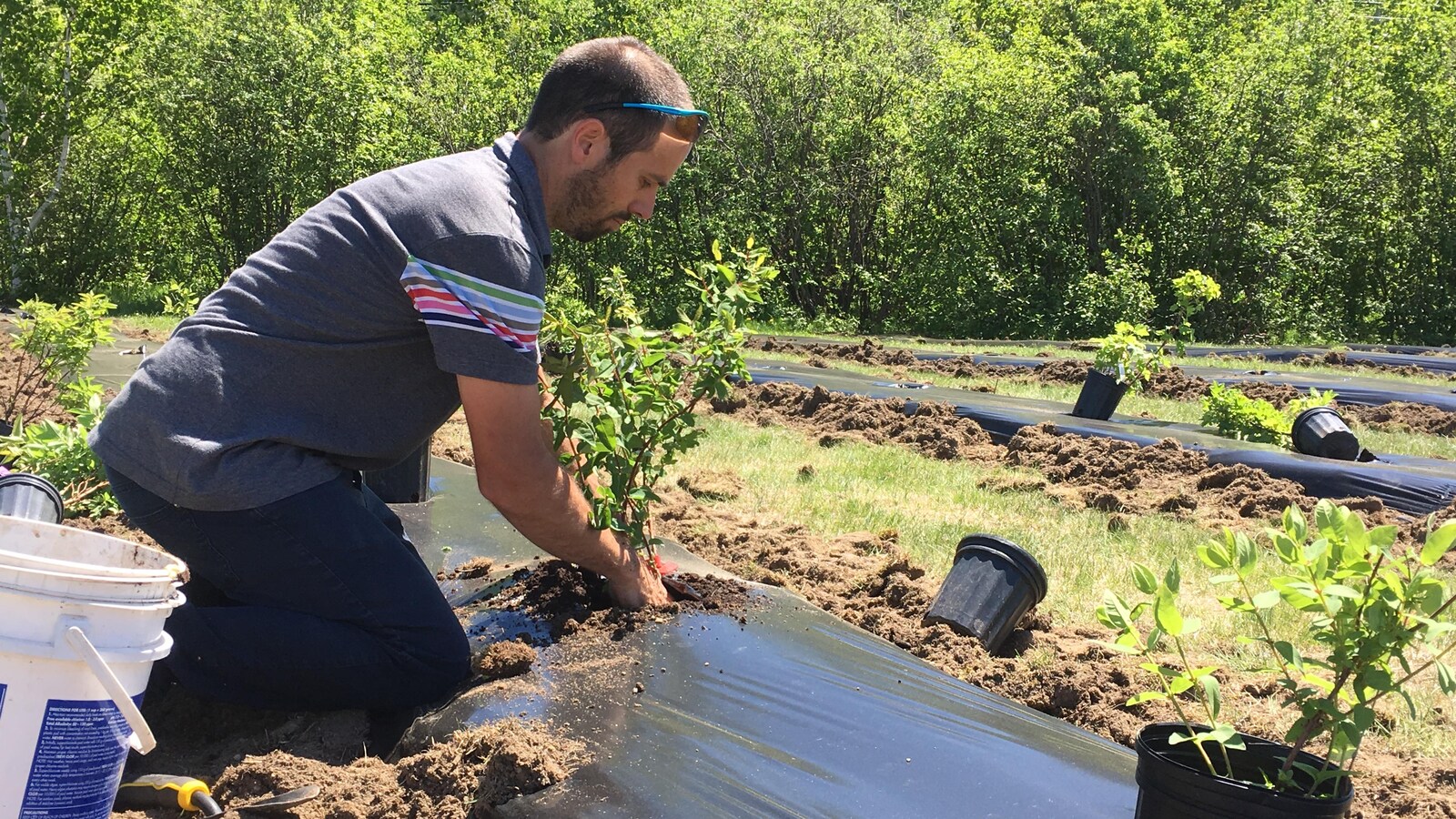 Un homme en train de planter un arbre.