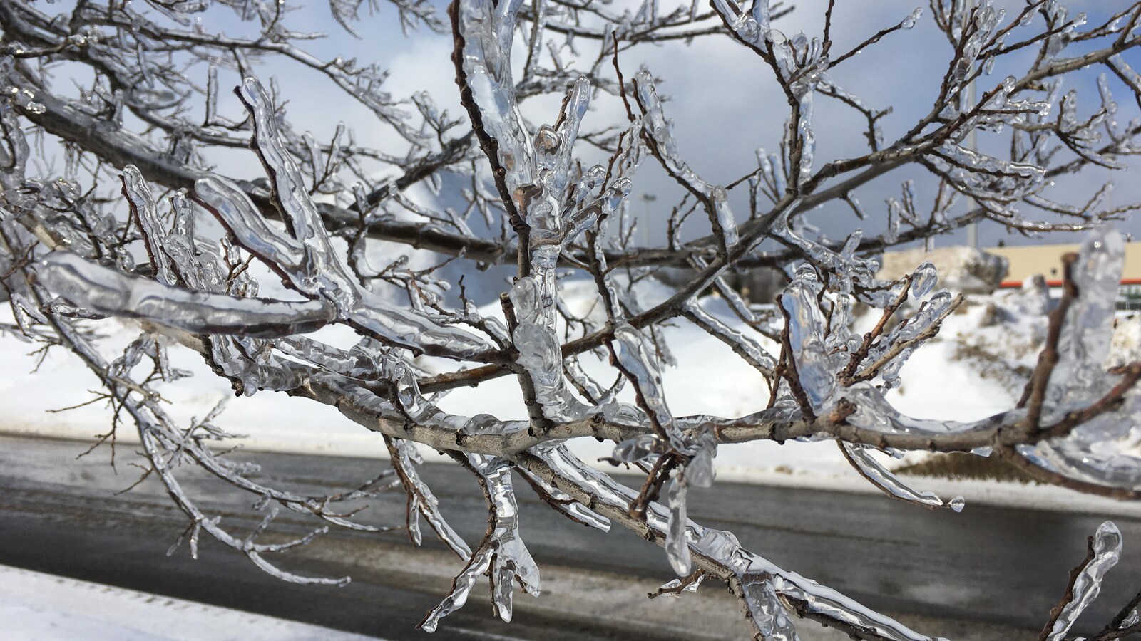 Une branche d'arbre enrobÃ©e de verglas
