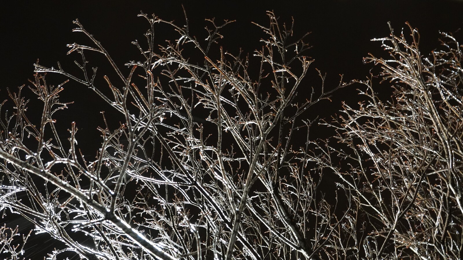 Le verglas recouvre des branches d'un arbre.