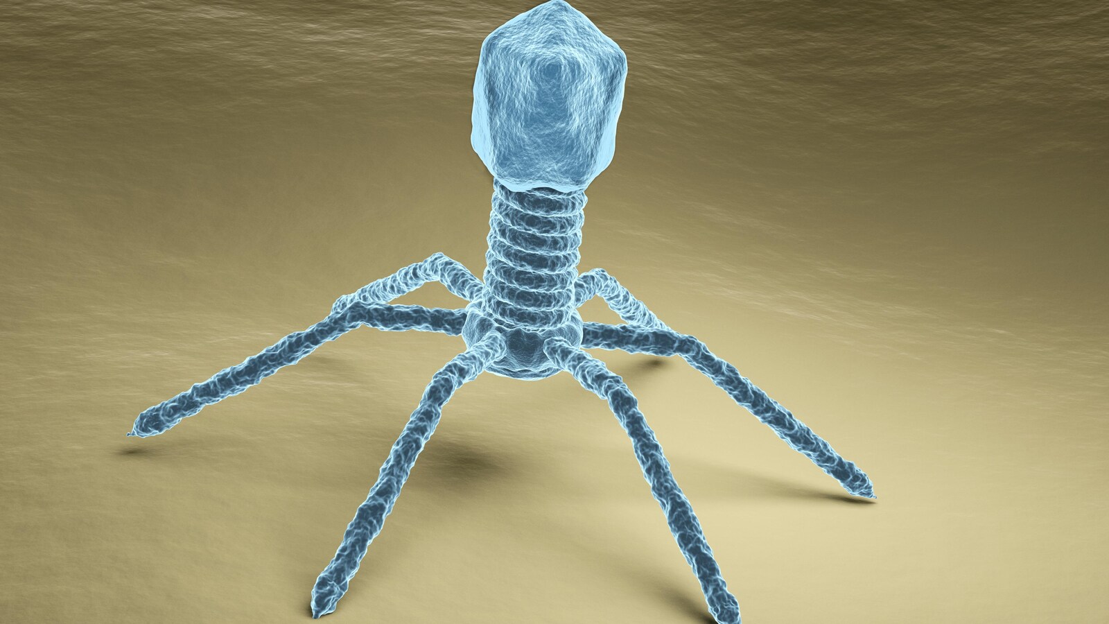 Représentation en trois dimensions d'un virus bactériophage.