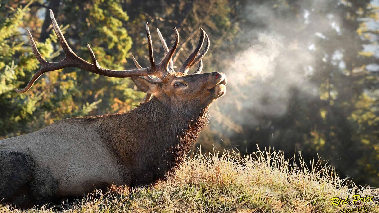 Un wapiti