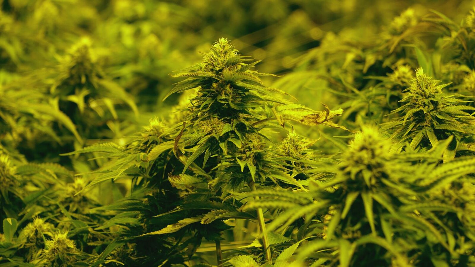 Des plantes de marijuana dans les installations d'Aurora Cannabis.