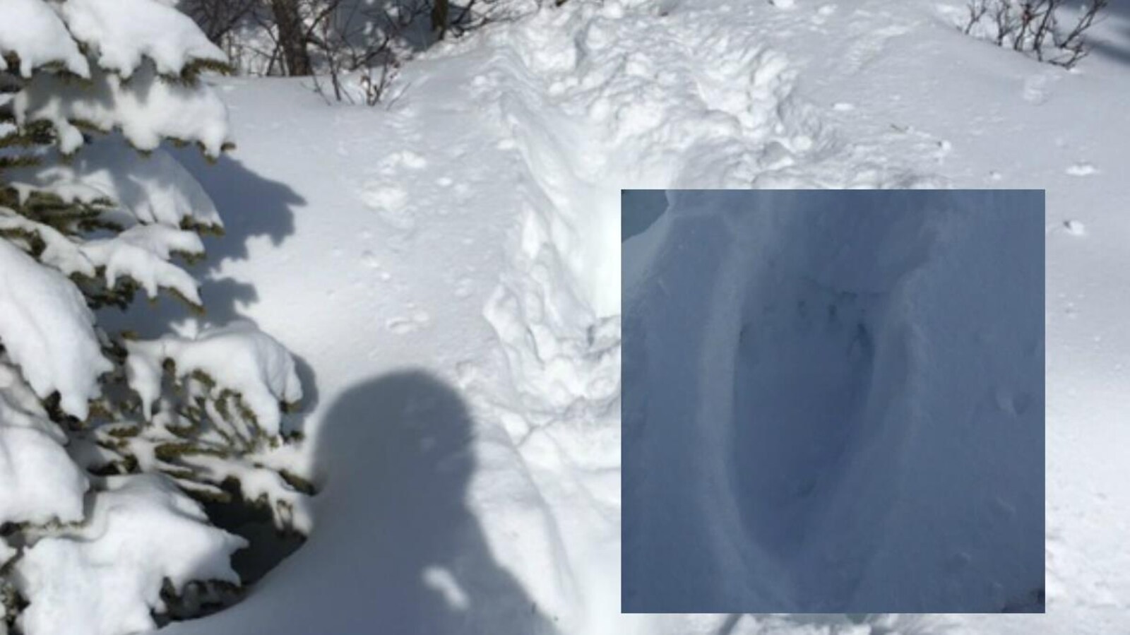 montage des traces dans la neige avec un gros plan de la patte.