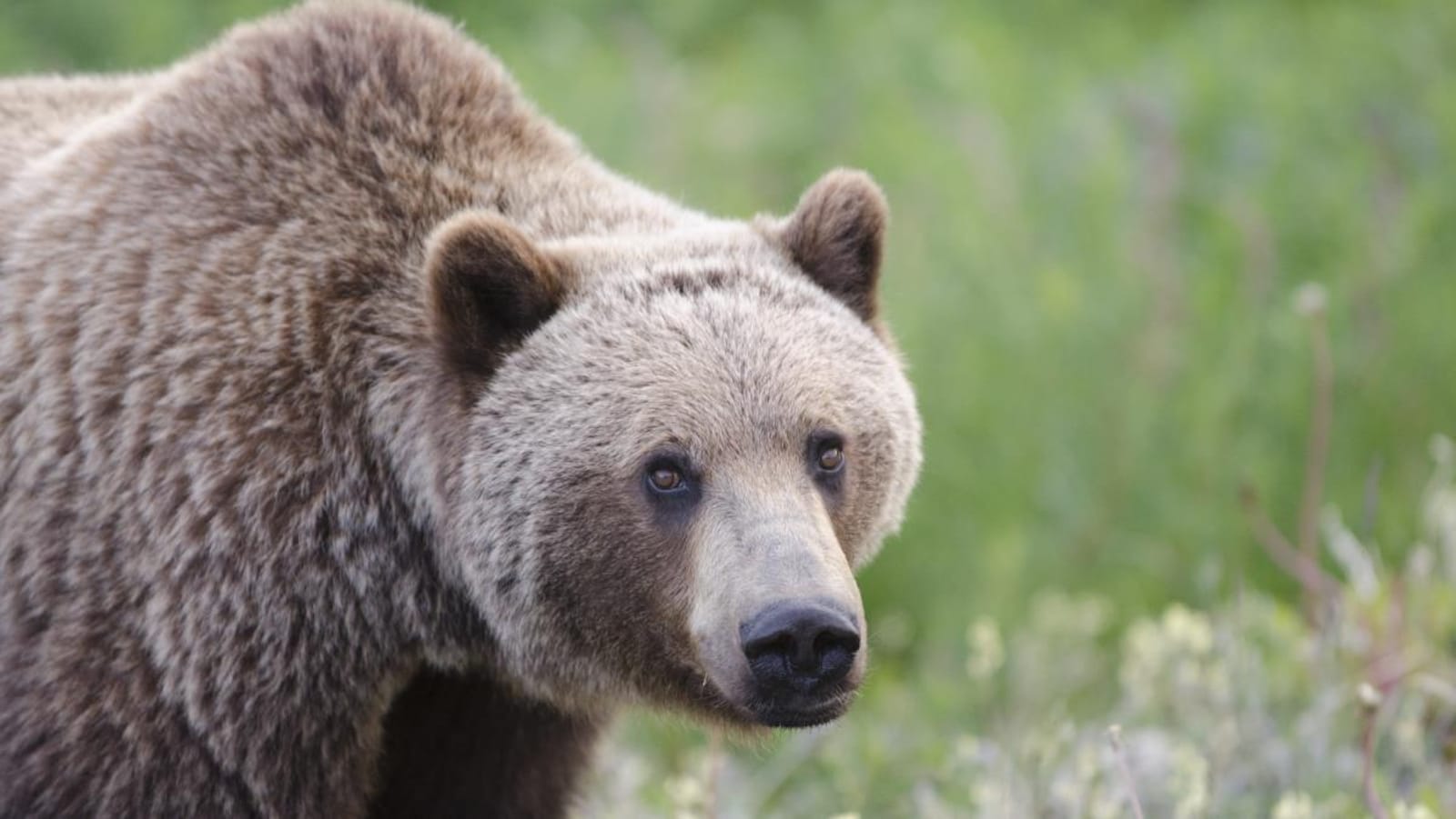 Un grizzly regarde la caméra.