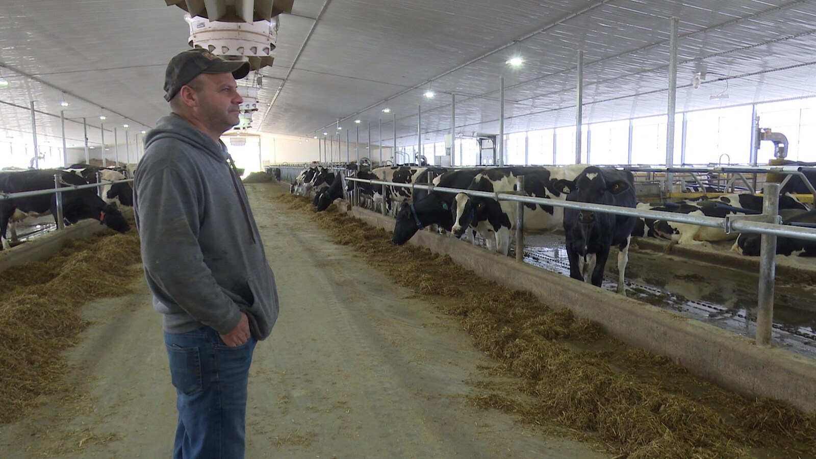 Le producteur est dans son étable, mains dans les poches, et regarde ses vaches brouter du foin.