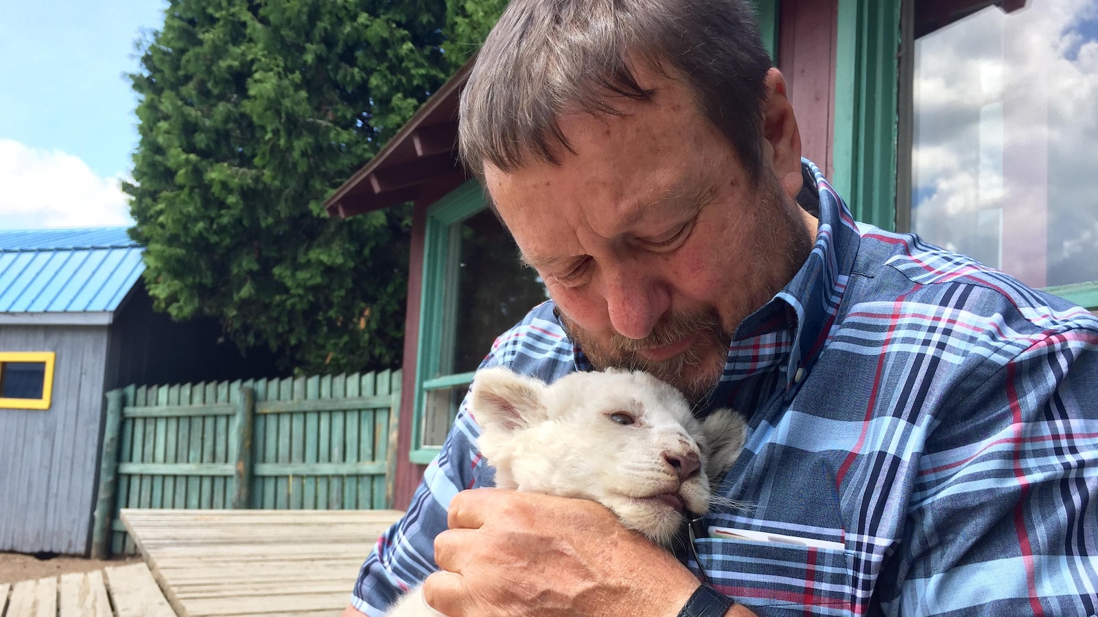 Le propriétaire du Zoo de Saint-Édouard-de-Maskinongé, Normand Trahan, avec un bébé lion blanc.