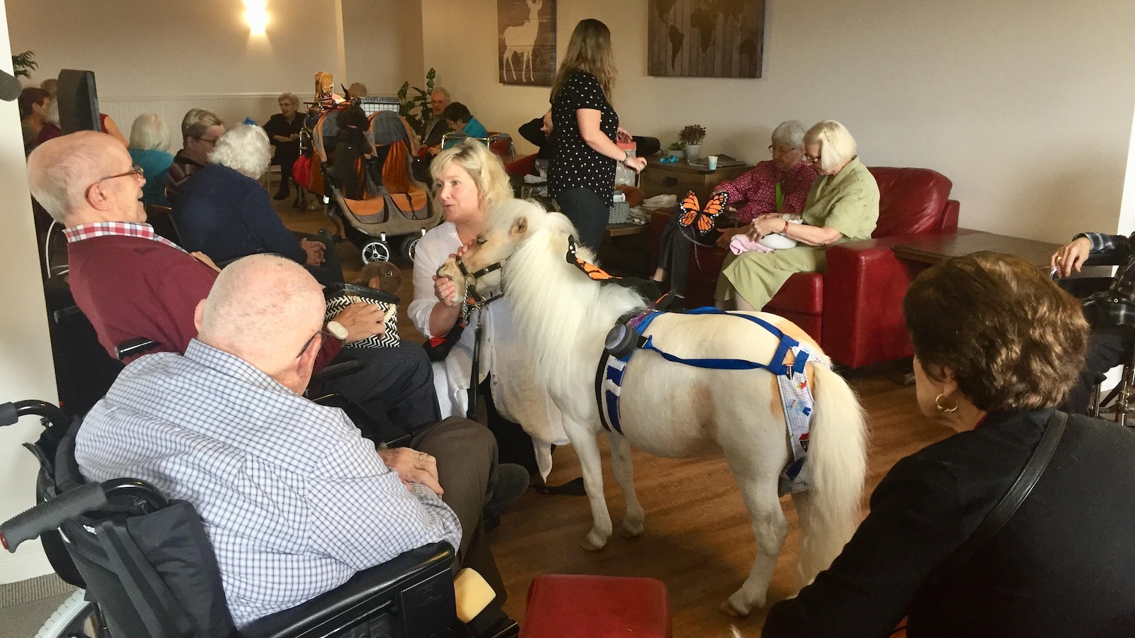 Pascal, le cheval miniature d'Anne-Caroline Coutu, propriétaire de Toutous poilus, visite régulièrement des résidences pour personnes âgées, dont la Résidence Memphrémagog.