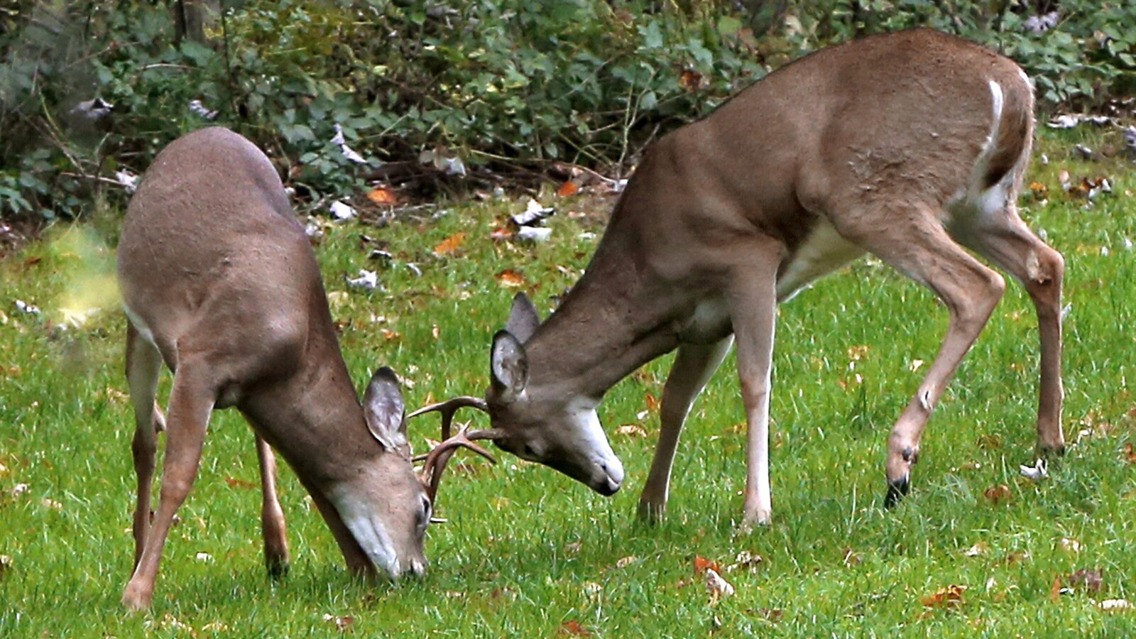 Deux cerfs de Virginie, communément appelés chevreuils