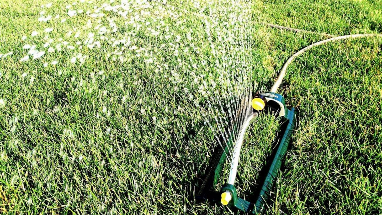L'arrosage des pelouses consomme beaucoup d'eau potable.