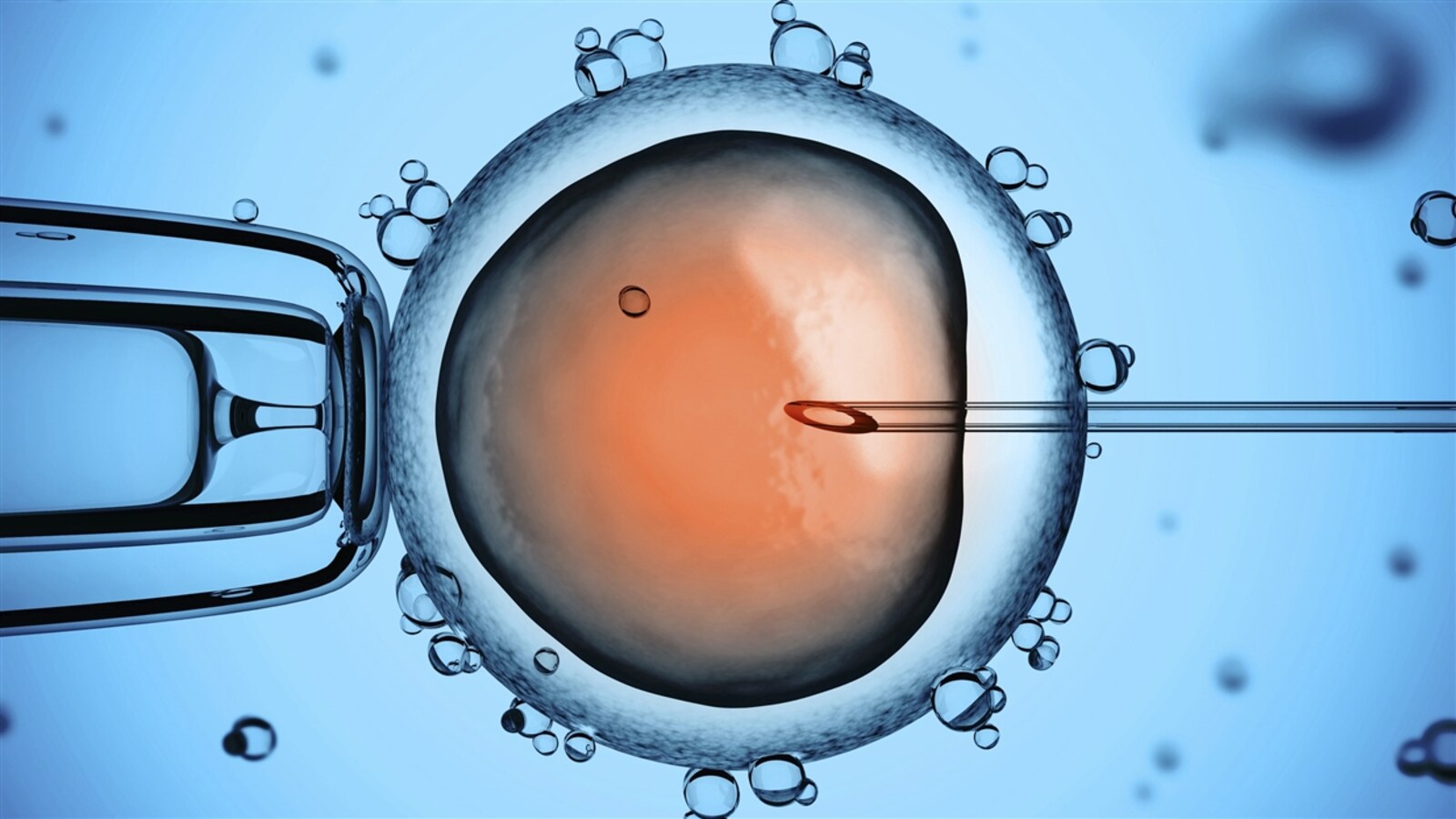 Un ovule est inséminé artificiellement. (Archives)