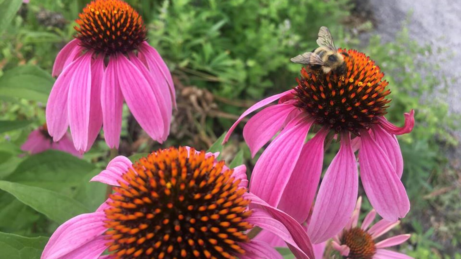 Une abeille butine une des trois fleurs mauves