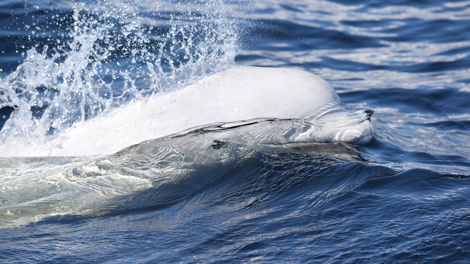 Un béluga dans l'eau