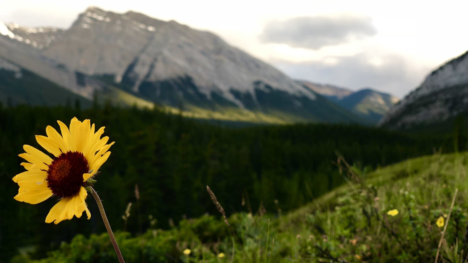 Paysage d'été dans une région vallonneuse avec une fleur jaune en avant-plan une montagne au loin.